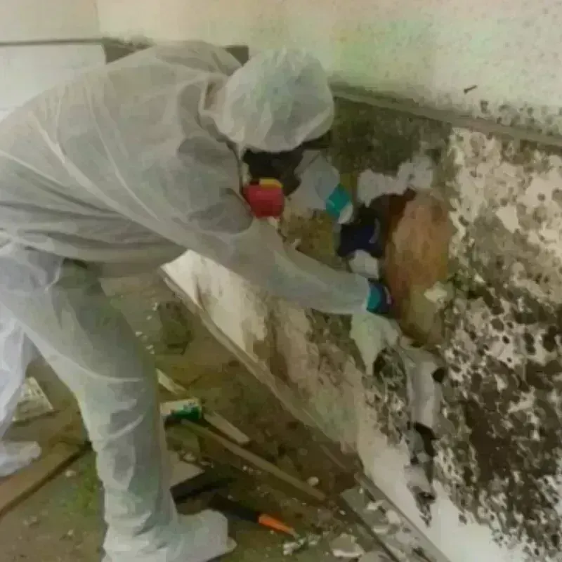 Mold Remediation and Removal in Grosse Pointe, MI